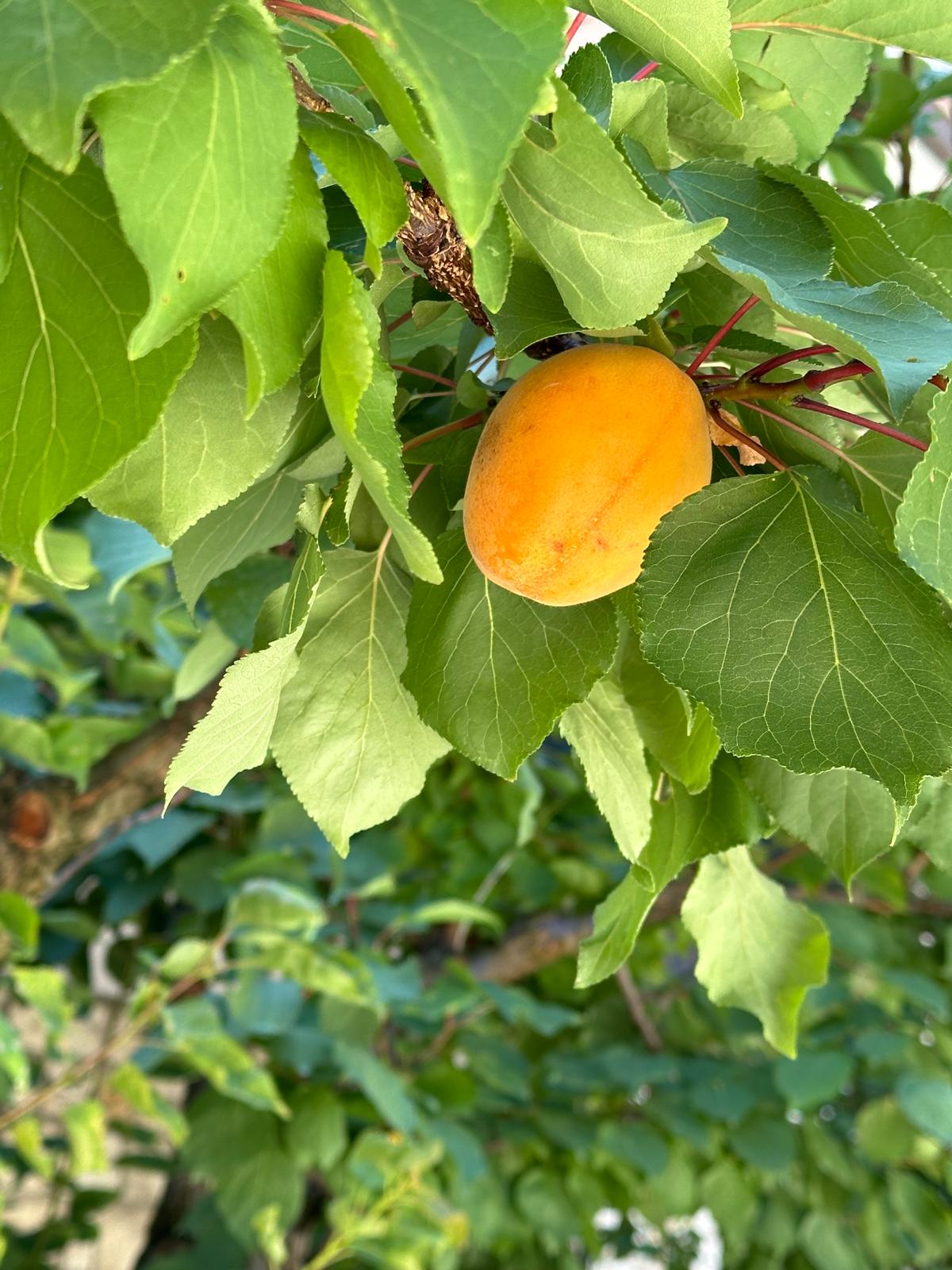 Frutto di Albicocca in giardino